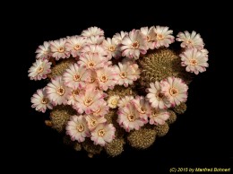Sulcorebutia breviflora v. laui L314 1080